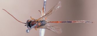 Barylypa_xanthomelas_HOLOTYPE