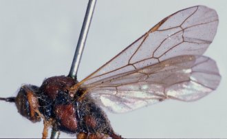 Barylypa_xanthomelas_HOLOTYPE