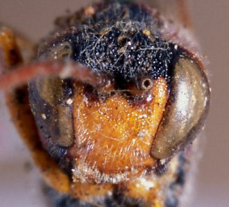 Barylypa_xanthomelas_HOLOTYPE