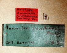 Barylypa_xanthomelas_HOLOTYPE