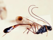Cechenodes_oweni_NON_TYPE