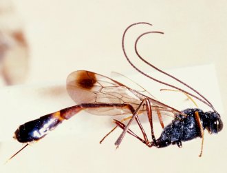 Cechenodes_oweni_NON_TYPE
