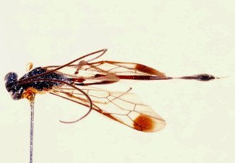 Cechenodes_oweni_NON-TYPE