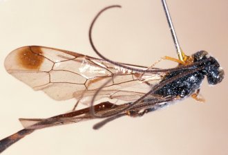 Cechenodes_oweni_NON-TYPE