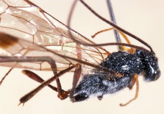 Cechenodes_oweni_NON-TYPE