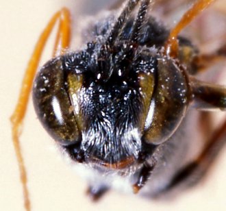 Cechenodes_oweni_NON-TYPE