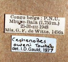 Cechenodes_oweni_NON-TYPE_labels