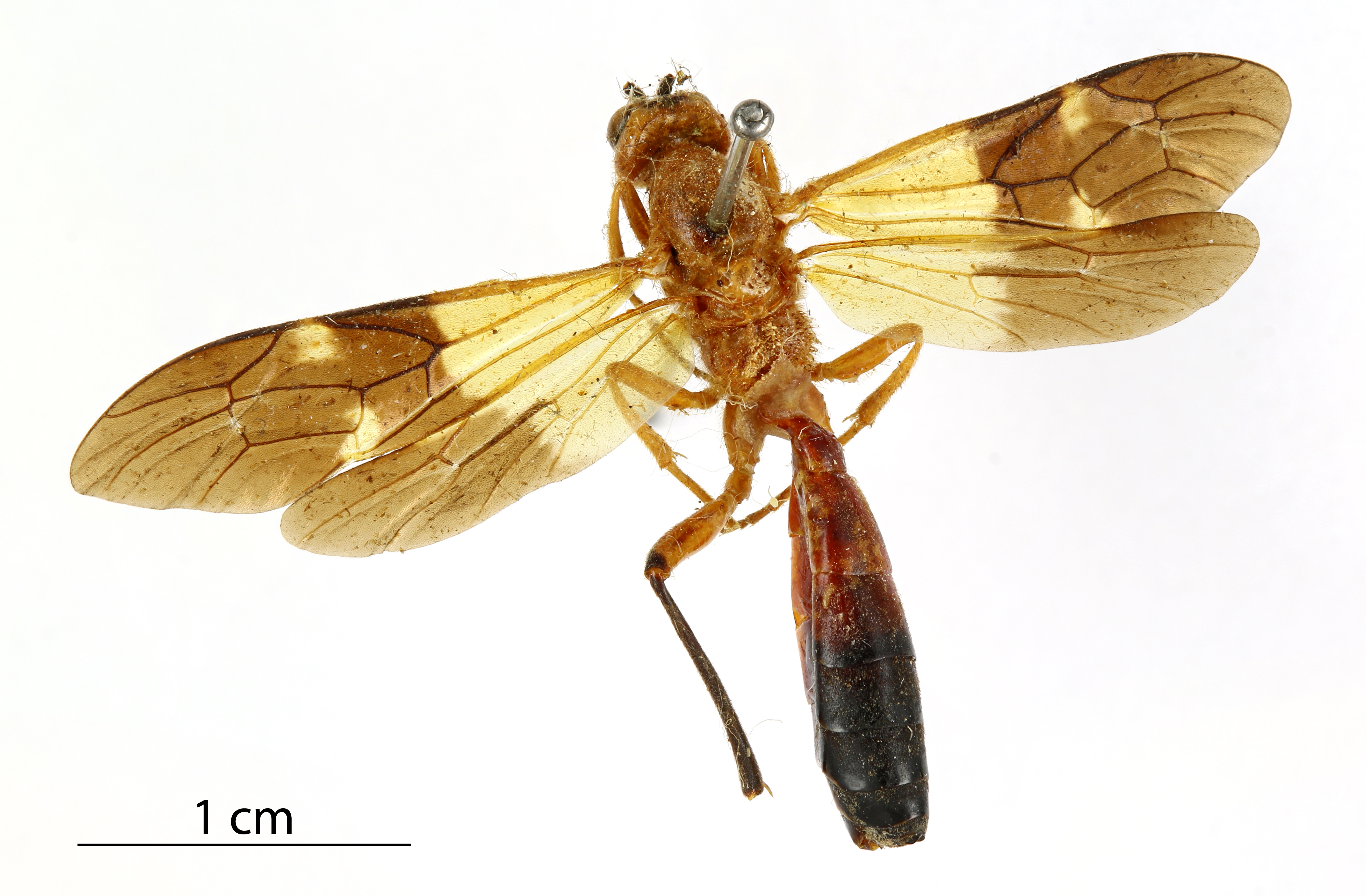 Encardia_fuscipennis_HOLOTYPE
