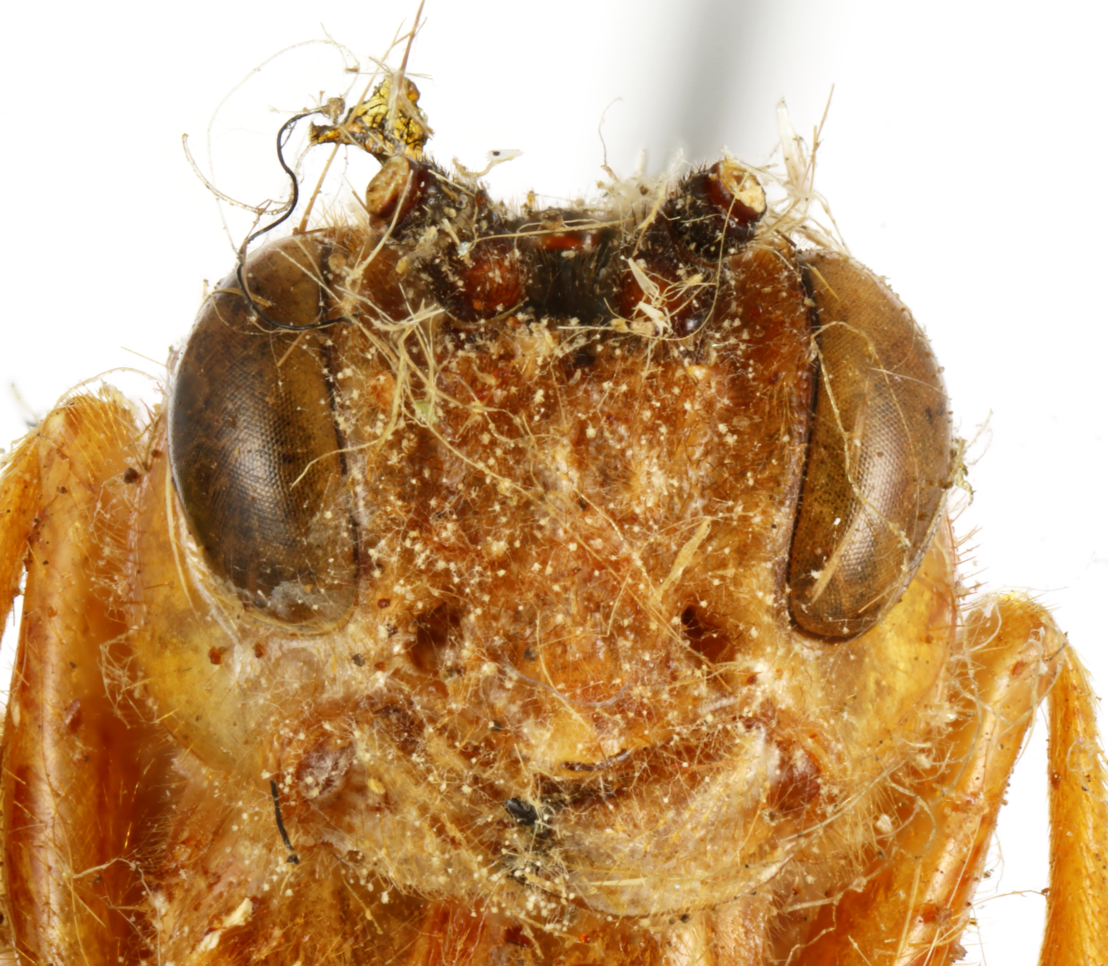Encardia_fuscipennis_HOLOTYPE