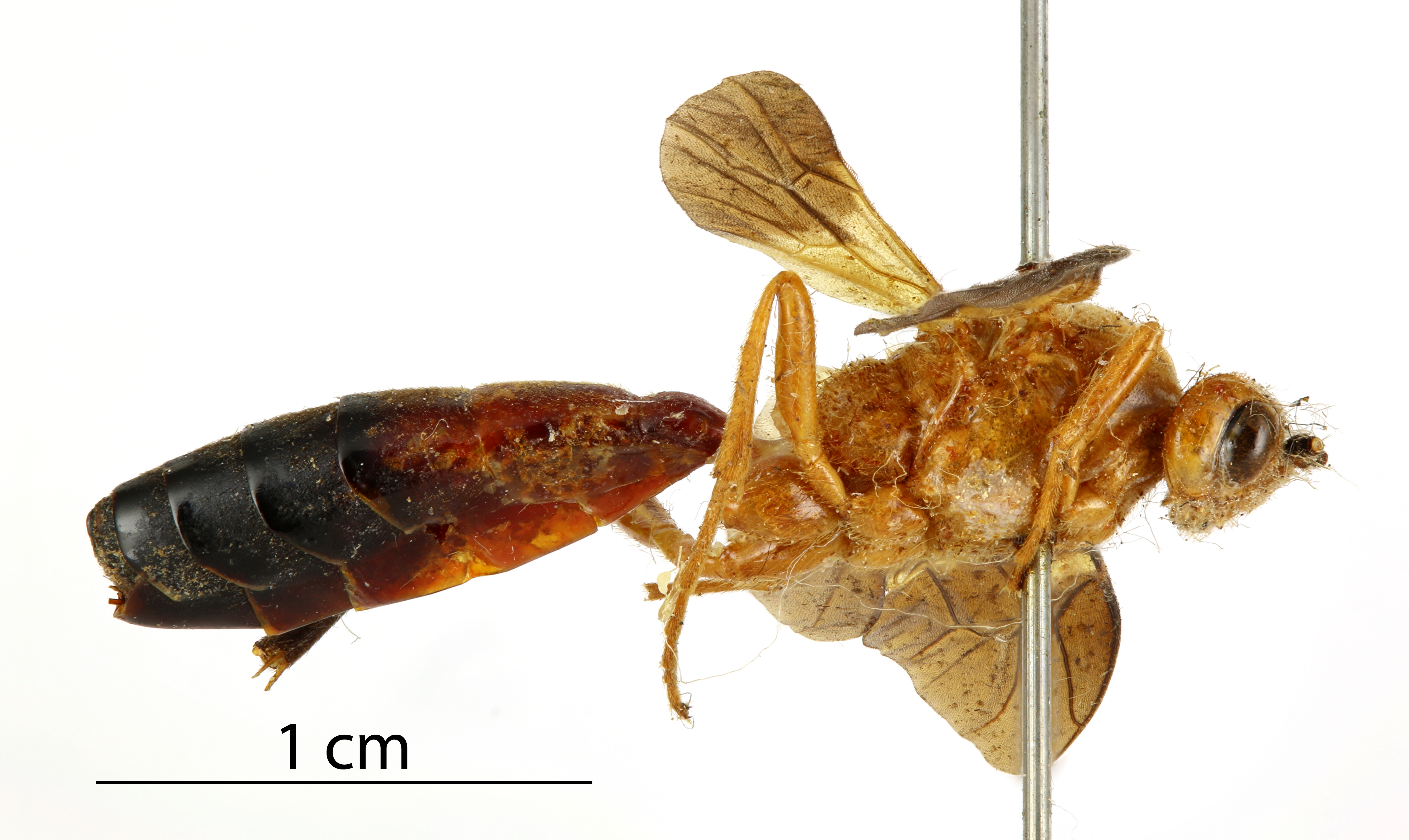 Encardia_fuscipennis_HOLOTYPE