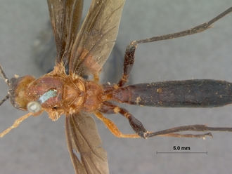Encardia_fuscipennis_HOLOTYPE