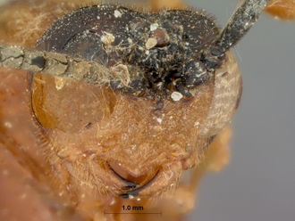 Encardia_fuscipennis_HOLOTYPE