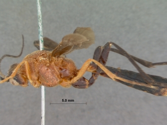 Encardia_fuscipennis_HOLOTYPE