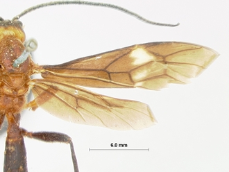 Encardia_fuscipennis_HOLOTYPE