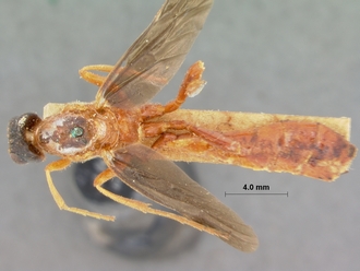 Encardia_nigriceps_HOLOTYPE