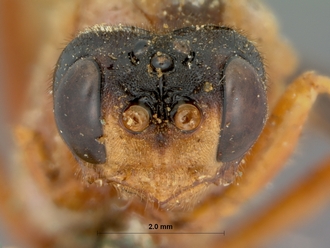 Encardia_nigriceps_HOLOTYPE