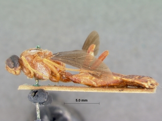 Encardia_nigriceps_HOLOTYPE