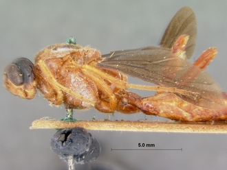 Encardia_nigriceps_HOLOTYPE
