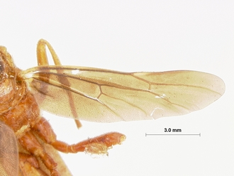 Encardia_nigriceps