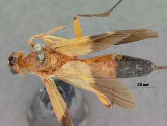 Encardia_ruficeps_HOLOTYPE
