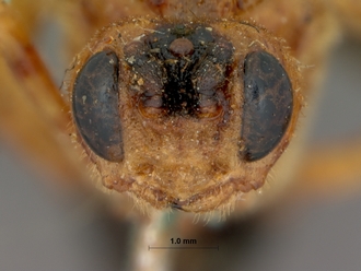 Encardia_ruficeps_HOLOTYPE