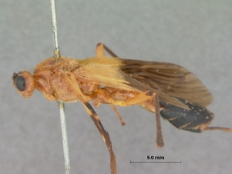 Encardia_ruficeps_HOLOTYPE