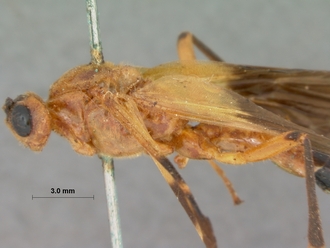 Encardia_ruficeps_HOLOTYPE