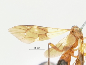 Encardia_ruficeps_HOLOTYPE