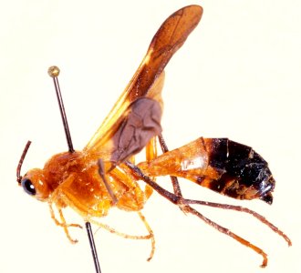 Encardia_picta_PARATYPE