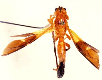 Encardia_picta_PARATYPE