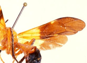 Encardia_picta_PARATYPE