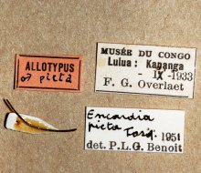 Encardia_picta_HOLOTYPE