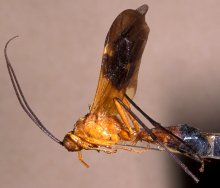 Encardia_picta_HOLOTYPE