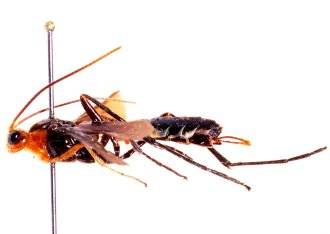 Encardia_rufantennata_HOLOTYPE