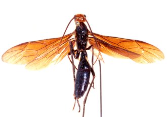 Encardia_rufantennata_HOLOTYPE