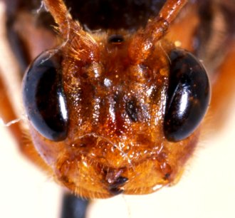 Encardia_rufantennata_HOLOTYPE