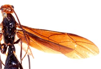 Encardia_rufantennata_HOLOTYPE
