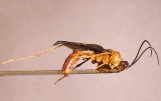 Herus_sagus_HOLOTYPE