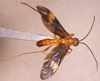 Herus_sagus_HOLOTYPE