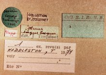 Herus_sagus_HOLOTYPE_labels