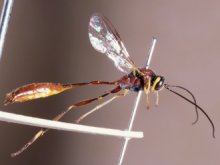 Parania_nototrachoides_LECTOTYPE