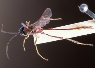 Parania_nototrachoides_LECTOTYPE