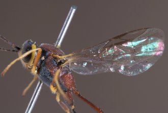 Parania_nototrachoides_LECTOTYPE