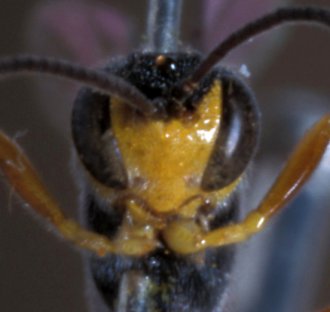 Parania_nototrachoides_LECTOTYPE