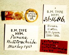 Parania_nototrachoides_LECTOTYPE