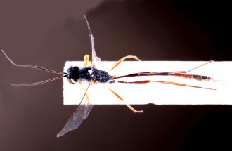 Parania_prima_HOLOTYPE