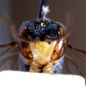 Parania_prima_HOLOTYPE