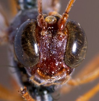 Pseudanomalan_hugin_HOLOTYPE