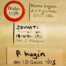 Pseudanomalan_hugin_HOLOTYPE_labels