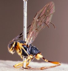 Trichomma_albicoxum_LECTOTYPE